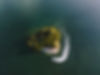 Small Island