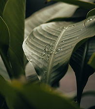 Leaf with Water Droplets