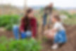 Vegetable gardening