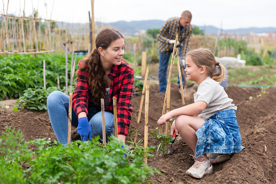 Vegetable gardening