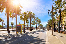 Sunny Afternoon palm trees on the beach