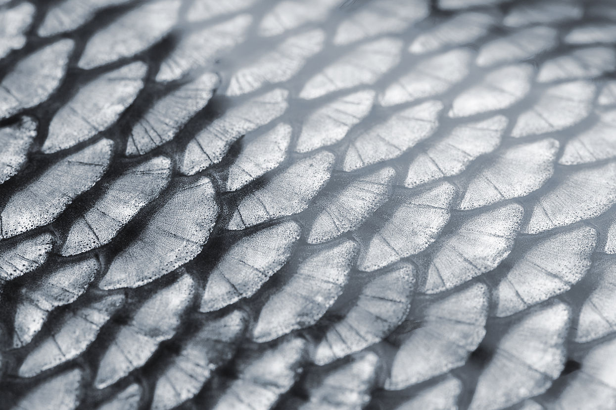 Fish Scale Texture
