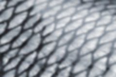 Fish Scale Texture