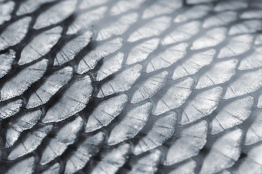 Texture d'écailles de poisson