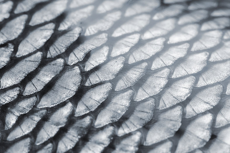 Fish Scale Texture