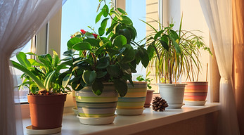 Indoor plants on the windowsill