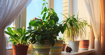 Zimmerpflanzen auf der Fensterbank