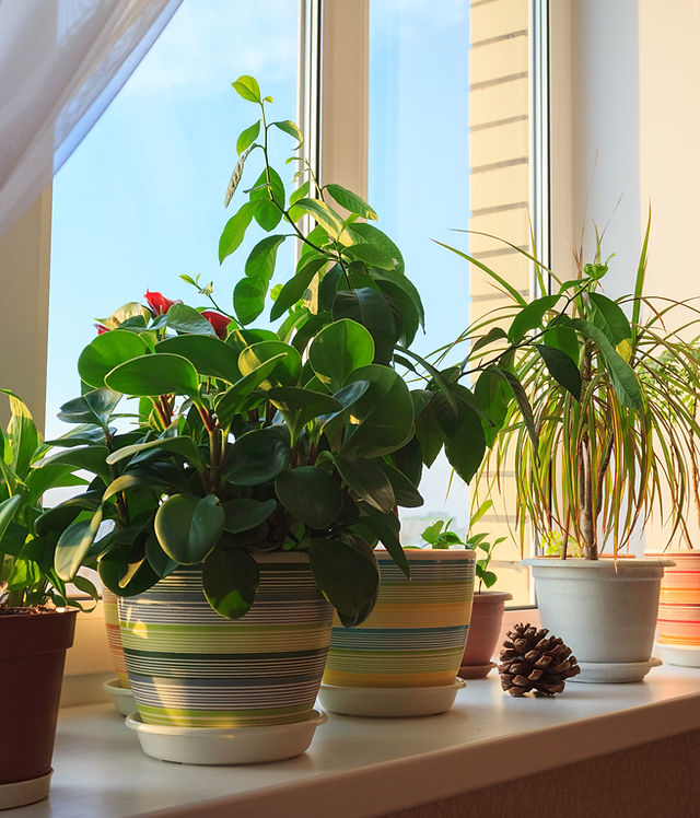 low light easy care indoor plants Easy Care Variety Bundle main image 1