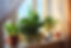 Indoor plants on the windowsill