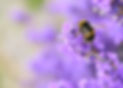 Close up view of bumble bee pollinating lavender flowers