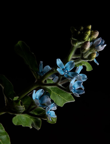 Blue Flower Plant