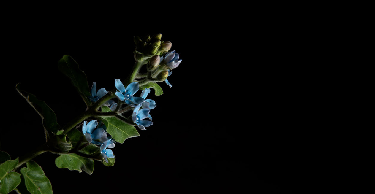 Blue Flower Plant