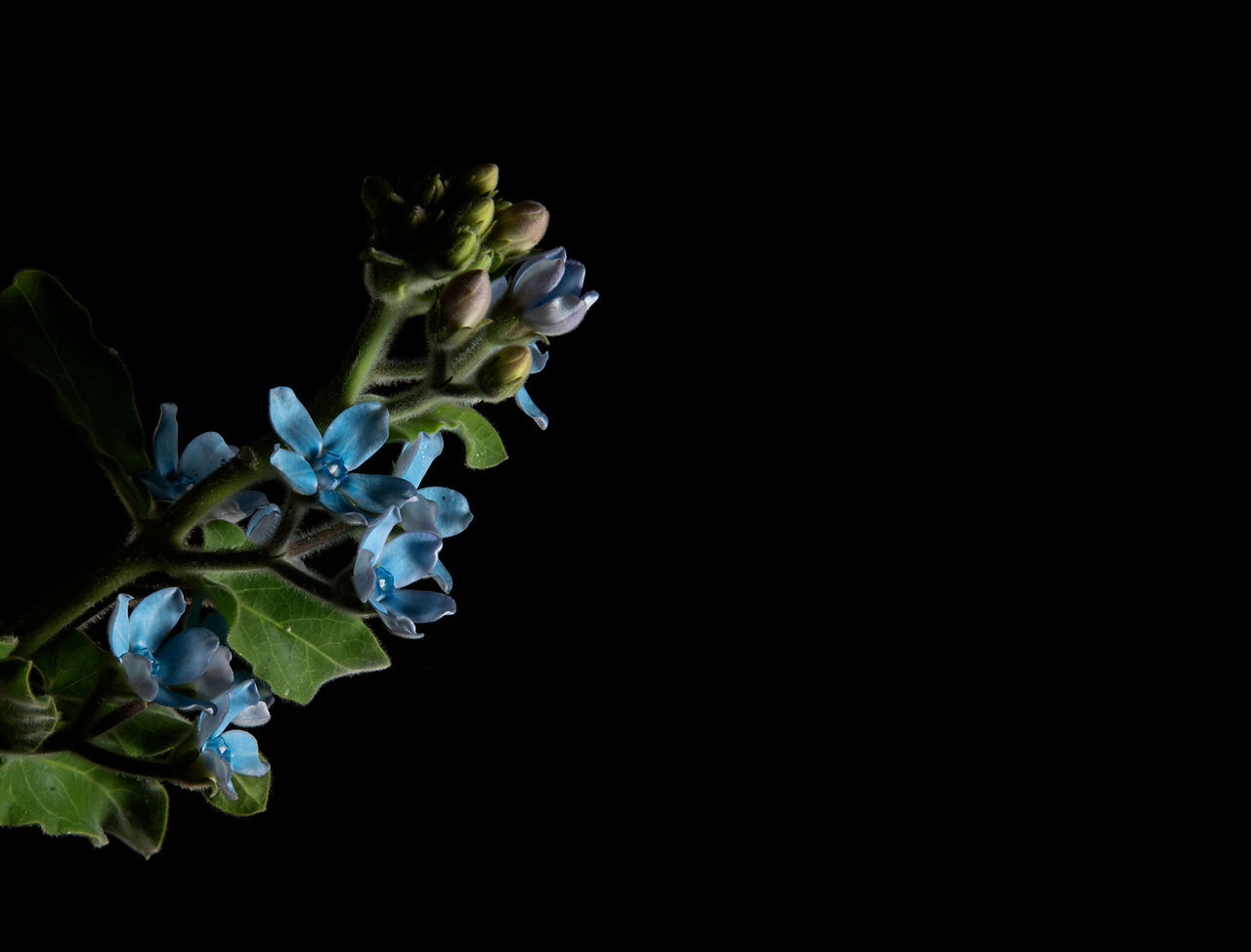 Blue Flowers