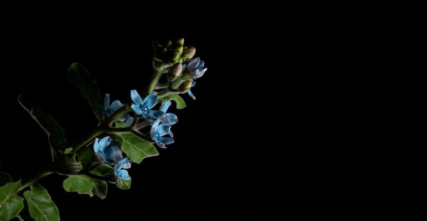 Flores azules