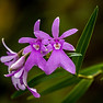 lilane Blumen