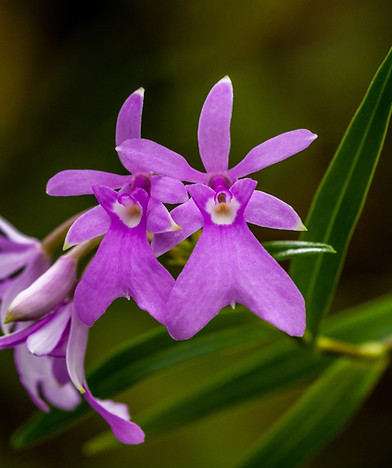 Purple Flowers