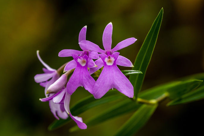 Purple Flowers