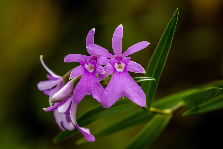 Flores moradas