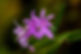 Purple Flowers