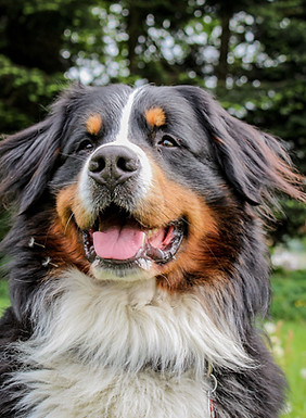 Chien à l'extérieur