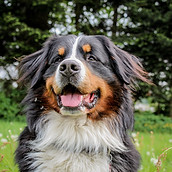 Dog Outdoors
