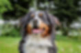 Chien à l'extérieur