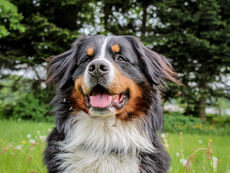 Dog Outdoors