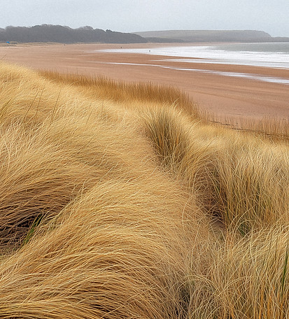 Coastal Dunes View