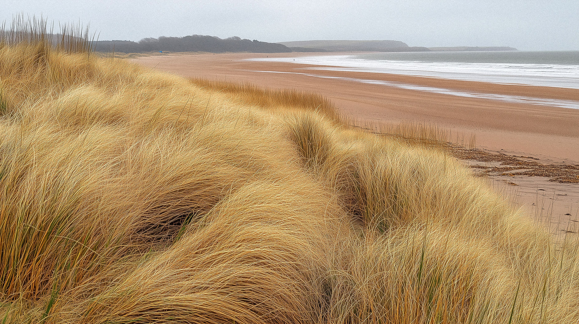 Coastal Grasslands Scene