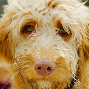 Furry Dog