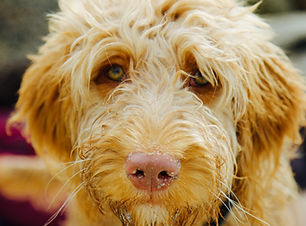 Hartproblemen Hond