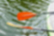 Water Paddles