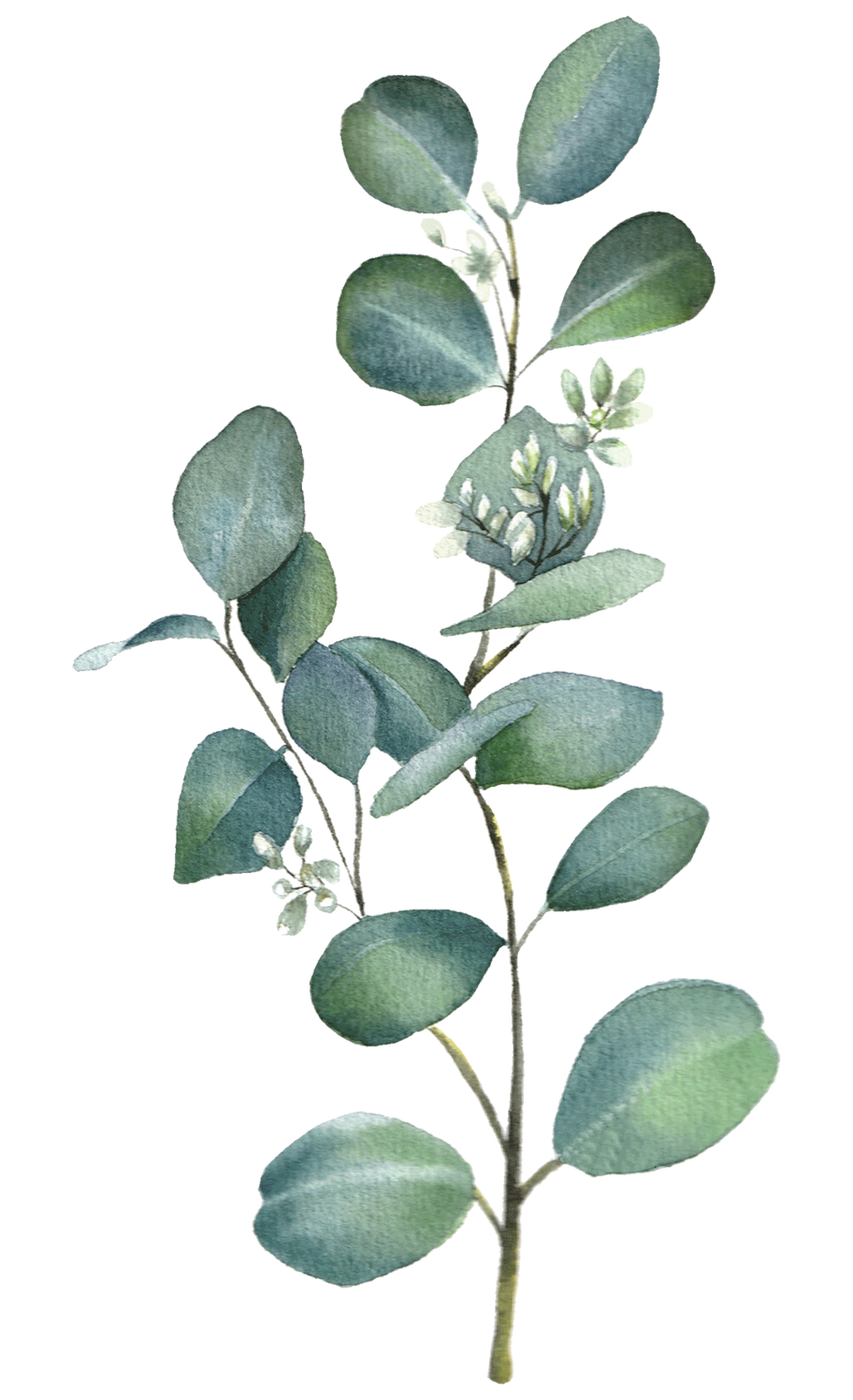 Acuarela Rama de Eucalipto
