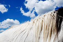 Observer et comprendre le cheval