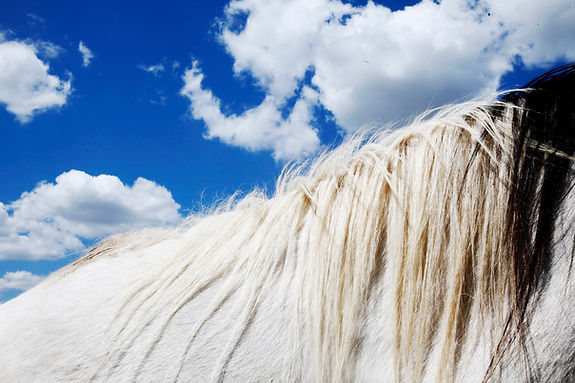 Horse Mane Detail
