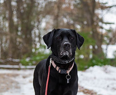 Hund