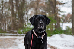 Black Dog