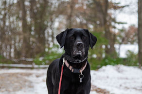 Hilfe für traumatisierte Hunde, Trauma beim Hund lösen, traumatisierter Hund was tun?,