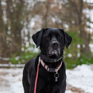 Autumn Adventures: Keeping Your Pets Safe and Happy in Lake Tahoe This Fall