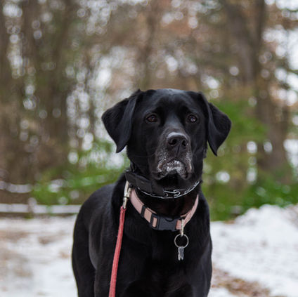 Die Sprache der Tiere verstehen: Eine berührende Tierkommunikation mit Hund Hugo