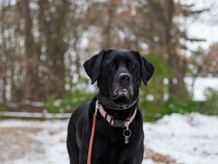 Commission puts moratorium on vicious dog resolution