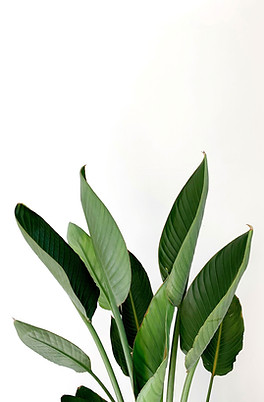 Green Leaves