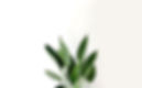 Feuilles vertes
