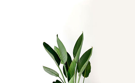Groene bladeren
