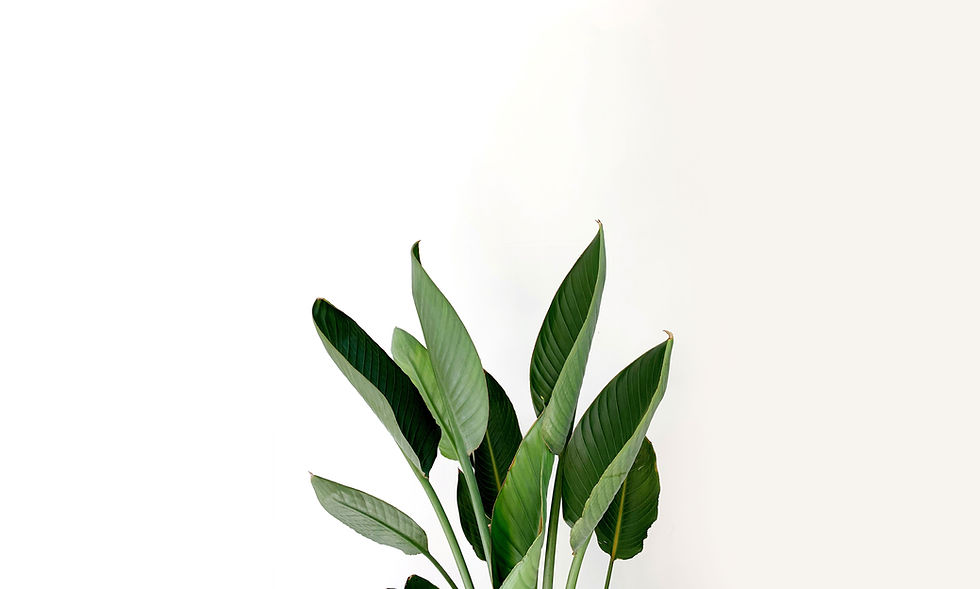 Green Leaves