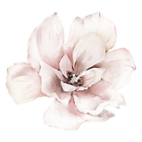 Soft floral illustration representing calm and relaxation