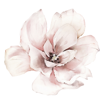 Rosa Blume Illustration