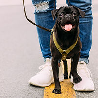 Walking with Dogs