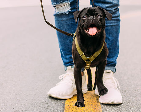 Walking with Dogs