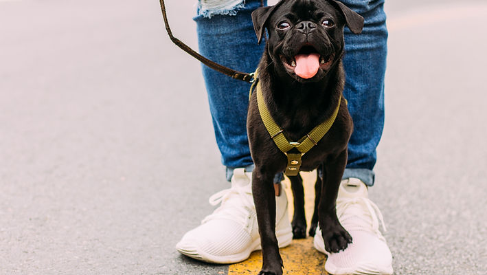 mark-eder-R9OS29xJb-8-unsplash-flat%20(1)_edited.jpg